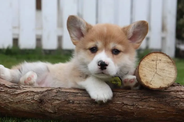 Welsh Corgi Pembroke karakter
