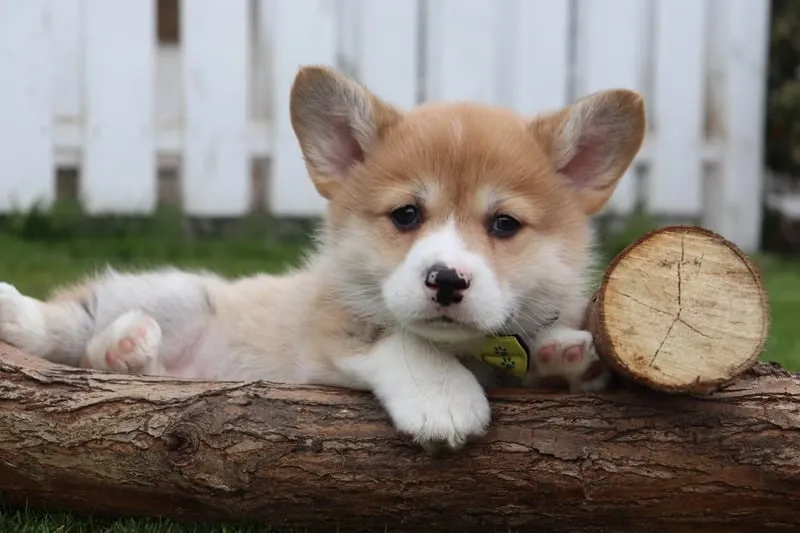 Informations sur le welsh corgi pembroke 12 Welsh corgi pembroke karakter
