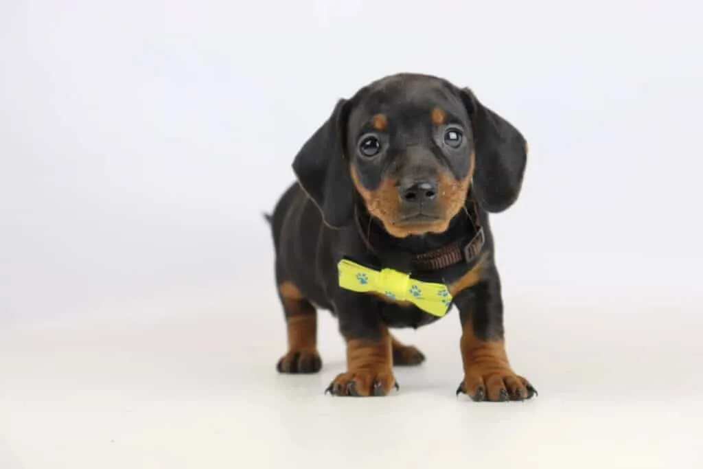 Dwergteckel pups te koop belgisch fokker 4 Teckel pup kopen
