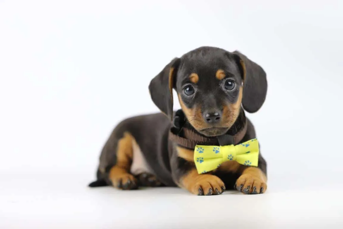 Miniature Dachshund