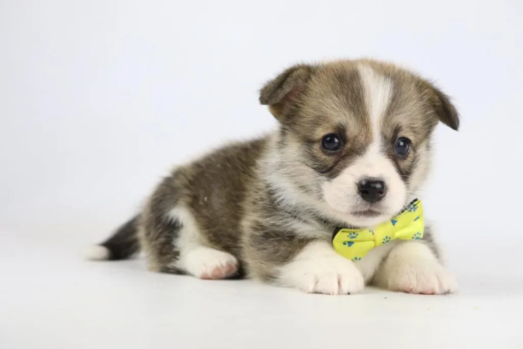 Informations sur le welsh corgi pembroke 13 Welsh corgi pembroke schofthoogte