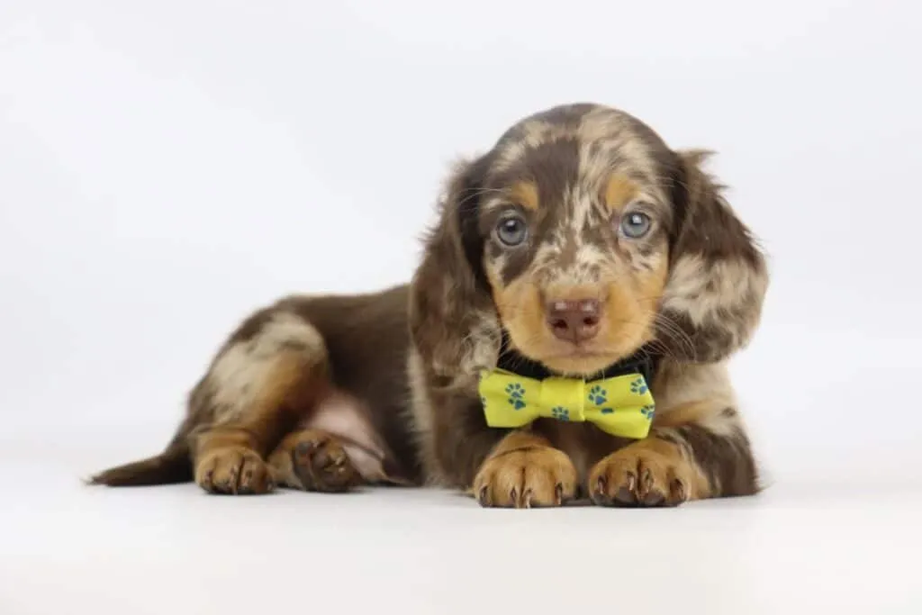 Dwergteckel pups te koop belgisch fokker 8 Dwergteckel pups fokker