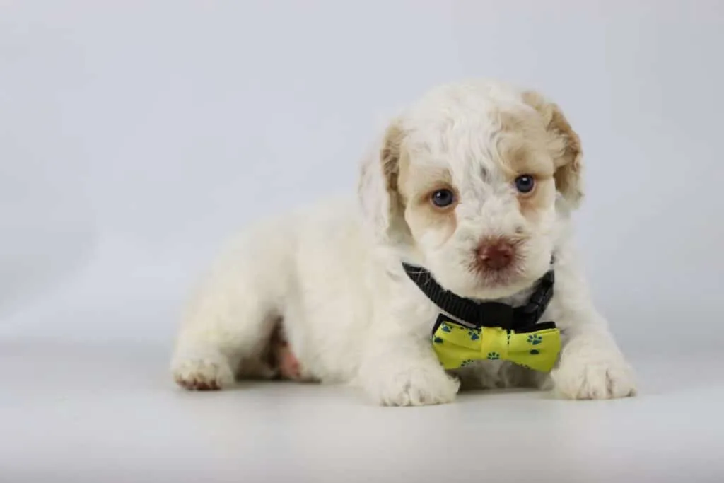 Labradoodle puppies for sale โ information from a belgian recognized breeder 8 Labradoodle opvoeding