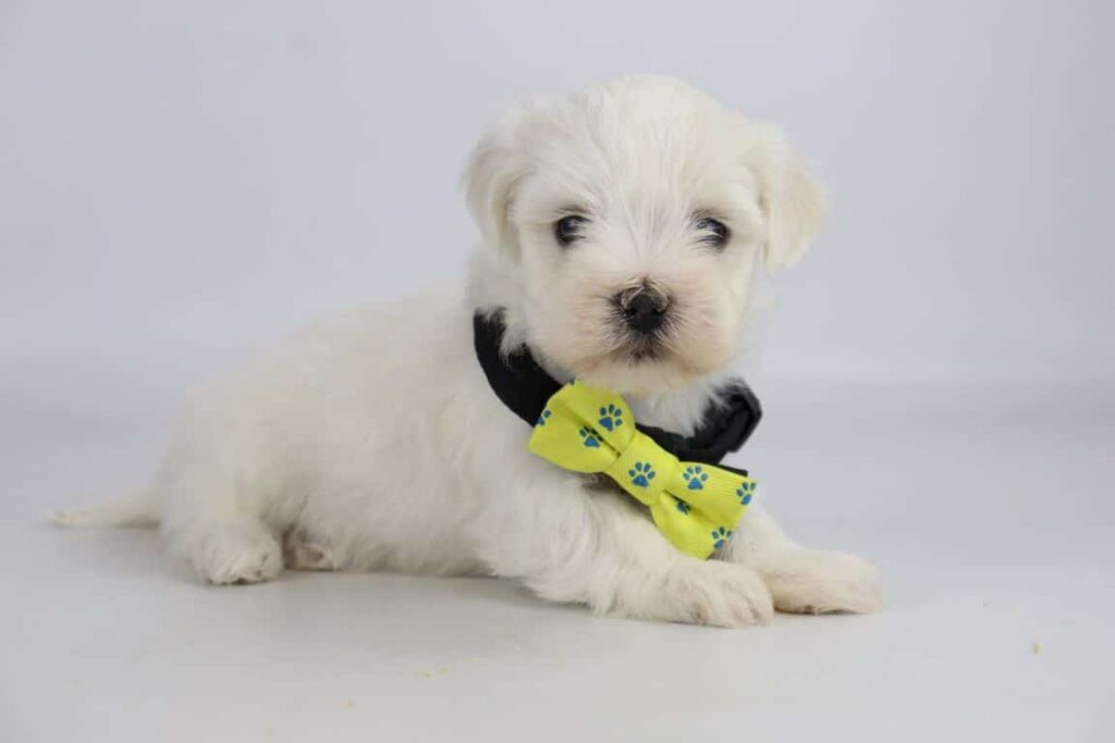 Maltezer prijs: de prijs van een maltezer pupje? 2 Maltezer hond kosten