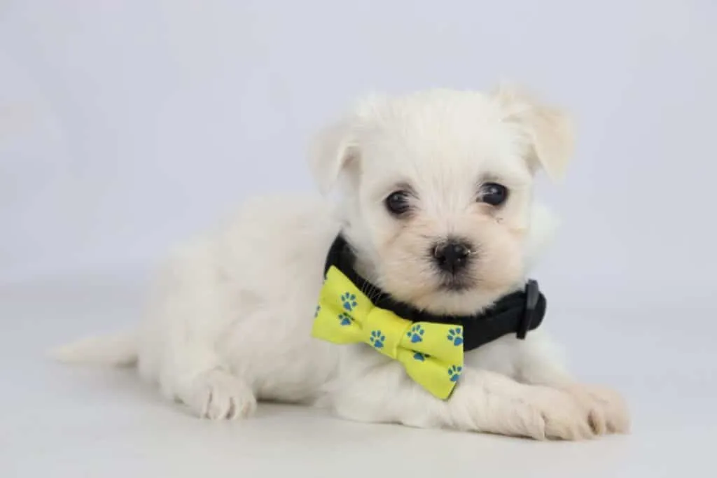 Chiots bichon maltais ร vendre โ guide d'information sur la race canine! 3 Chiots maltais ร vendre
