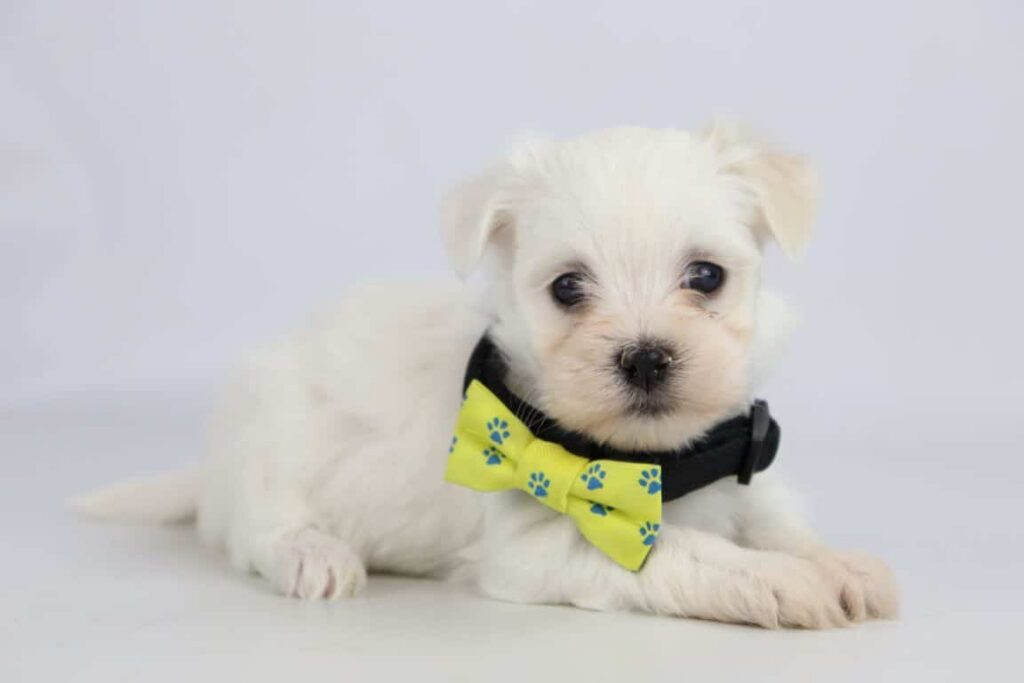 Maltezer prijs: de prijs van een maltezer pupje? 5 Maltezer puppy kosten