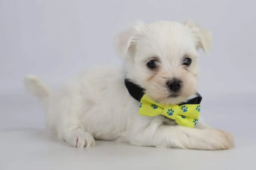 Chiots bichon maltais ร vendre โ guide d'information sur la race canine! 12 Chien maltais