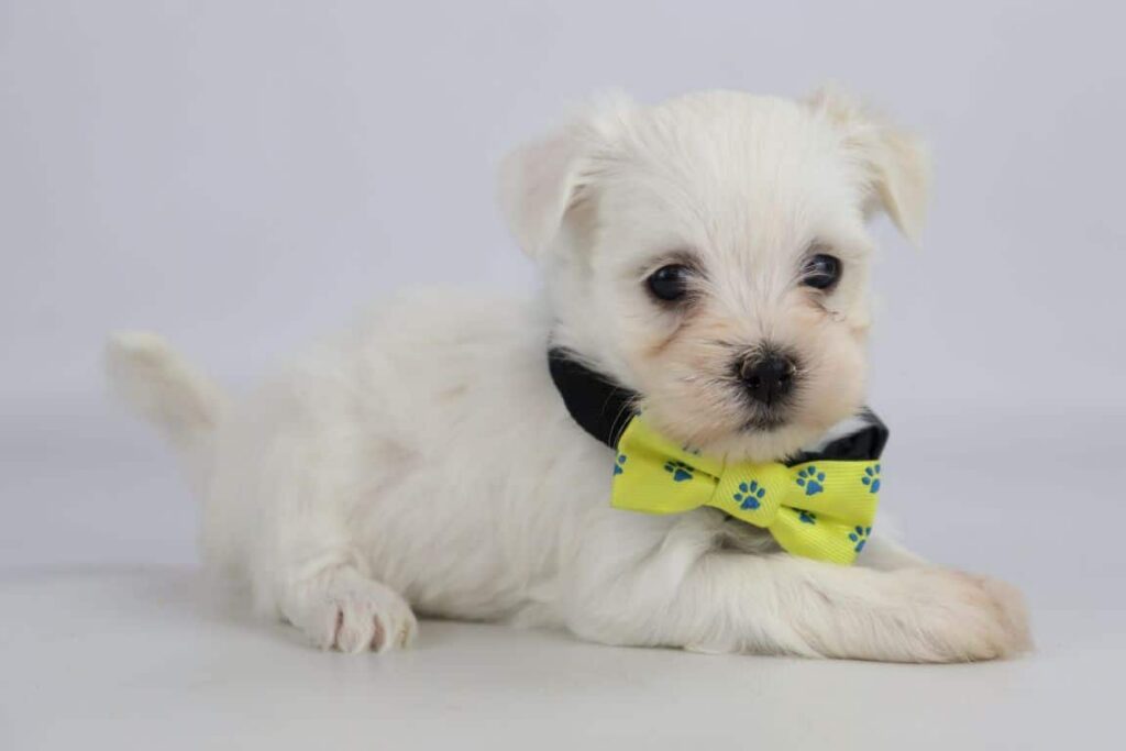Maltezer prijs: de prijs van een maltezer pupje? 8 Maltezer pup prijs
