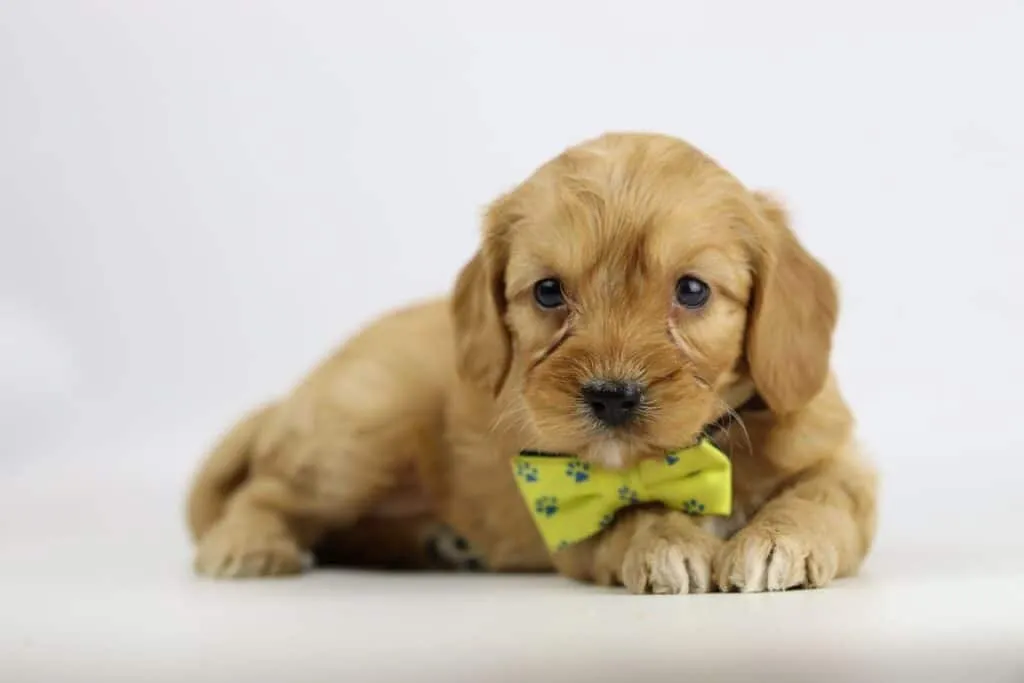 Labradoodle puppies for sale โ information from a belgian recognized breeder 16 Labradoodle pups kopen