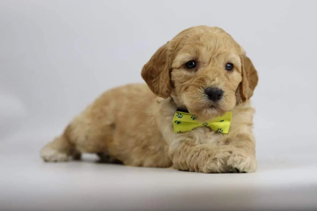 Labradoodle puppies for sale โ information from a belgian recognized breeder 17 Labradoodle pups kopen belgiรซ