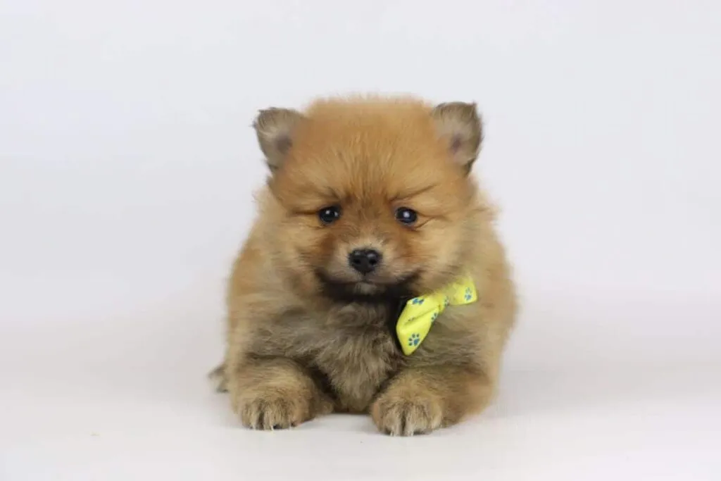 What is the price of a pomeranian puppy? 3 Pomeranian dog price