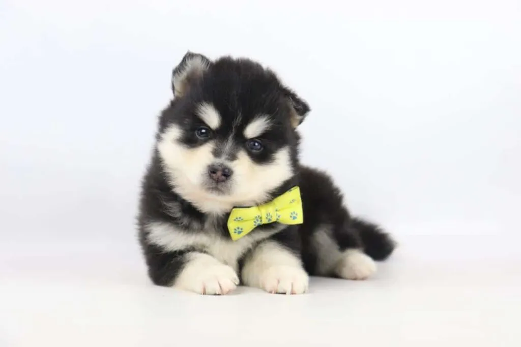 Pomsky prijs? 6 Pomsky chiot luxembourg