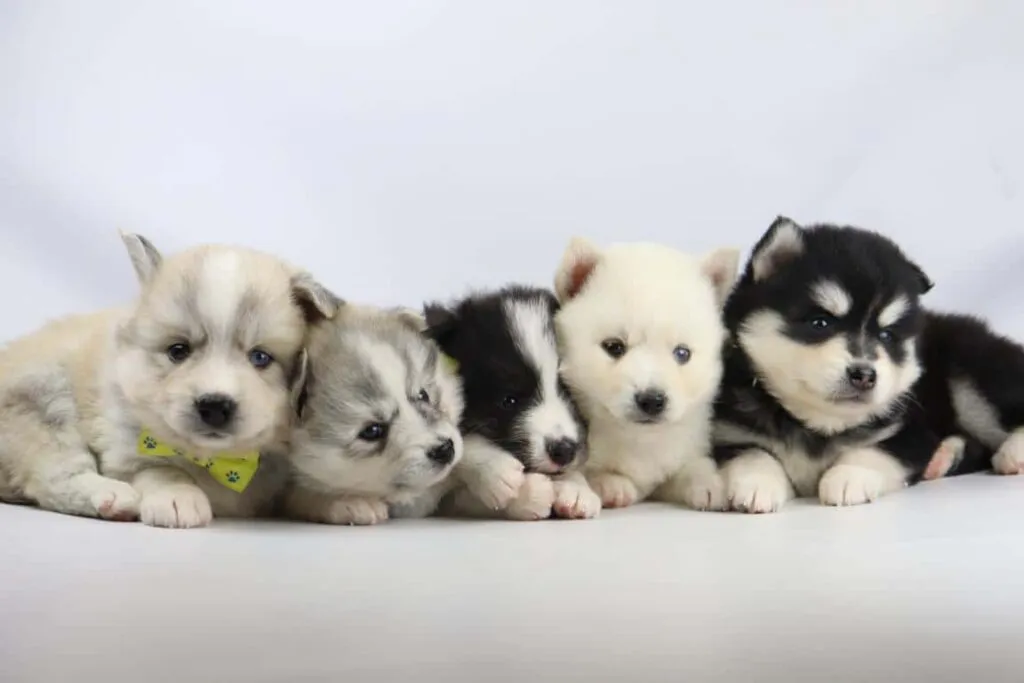 Pomsky prijs? 7 Pomsky levage france