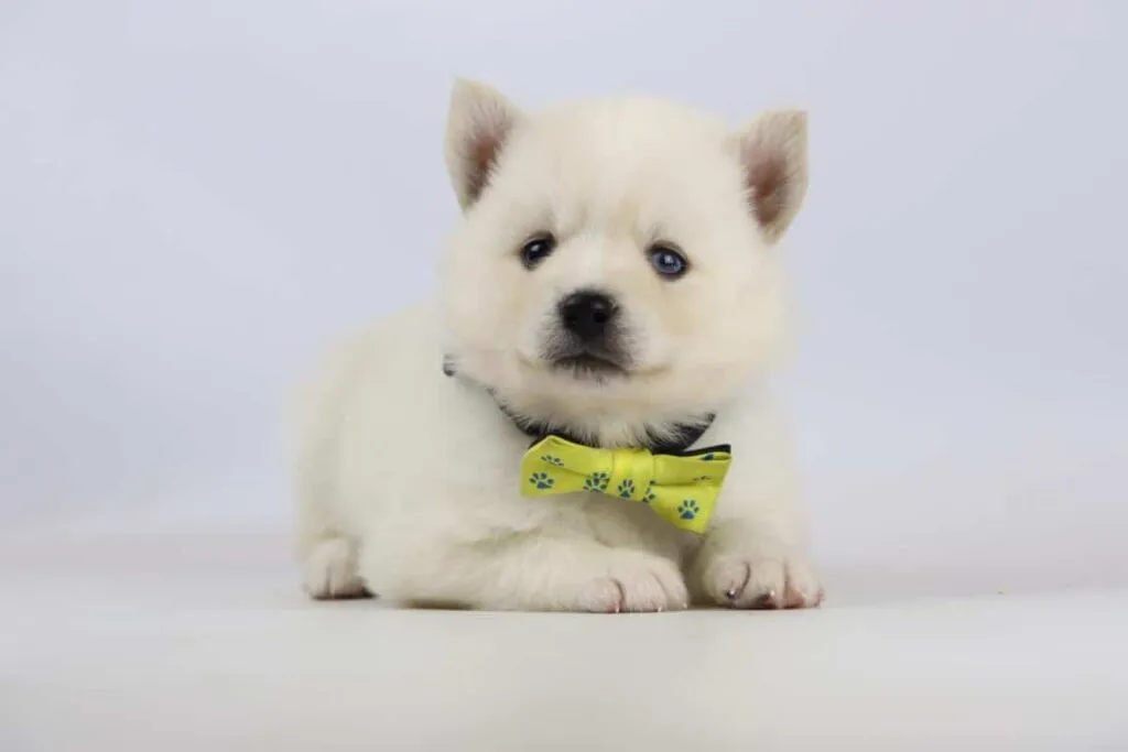 Pomsky prijs? 8 Goedkope pomsky