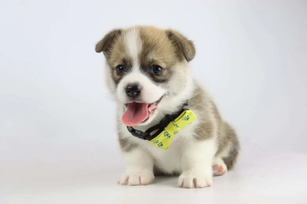 Informations sur le welsh corgi pembroke 1 Pembroke corgi geschiedenis
