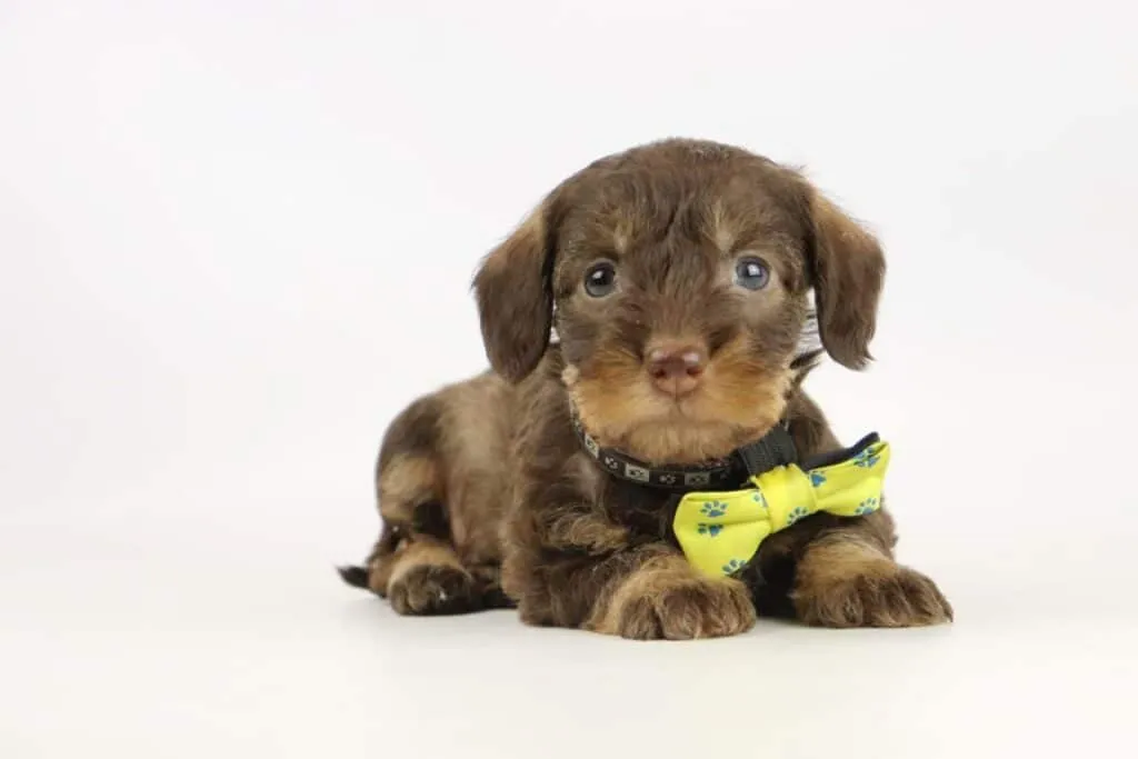 Dwergteckel pups te koop belgisch fokker 3 Teckel pups kopen
