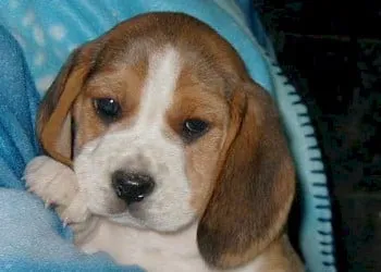 Histoire du beagle : du chien de chasse au membre de la famille 1 Beagle opvoeding