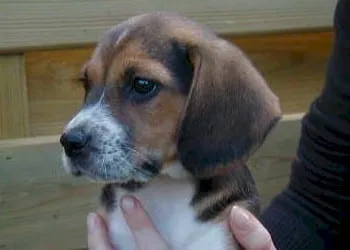 Histoire du beagle : du chien de chasse au membre de la famille 2 Beagle populariteit