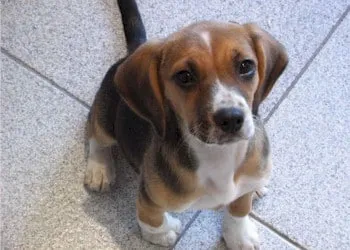 Histoire du beagle : du chien de chasse au membre de la famille 3 Beagle jachtinstinct