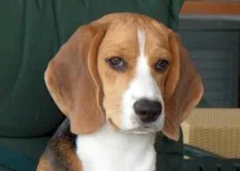 Histoire du beagle : du chien de chasse au membre de la famille 4 Beagle erfgoed