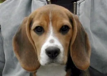 Histoire du beagle : du chien de chasse au membre de la famille 5 Beagle familie hond