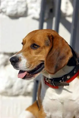 Histoire du beagle : du chien de chasse au membre de la famille 6 Beagle populariteit