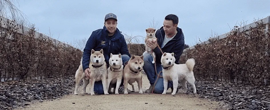 Chiots shiba inu ร vendre - รฉleveur belge / chenil woefkesranch 2 Prix des chiots shiba inu
