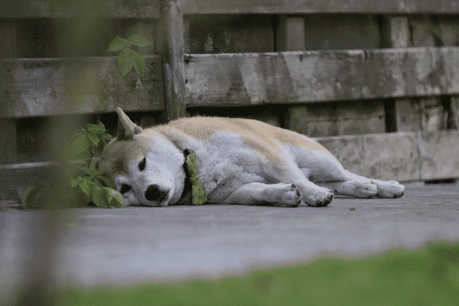 Chiots shiba inu ร vendre - รฉleveur belge / chenil woefkesranch 3 Chiots shiba inu