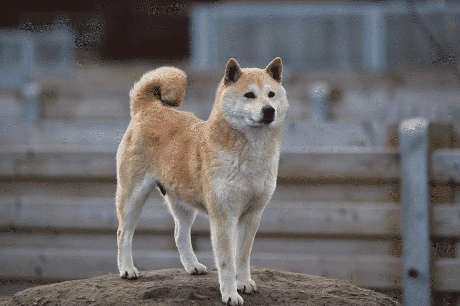 Chiots shiba inu ร vendre - รฉleveur belge / chenil woefkesranch 6 Prix des chiots shiba inu