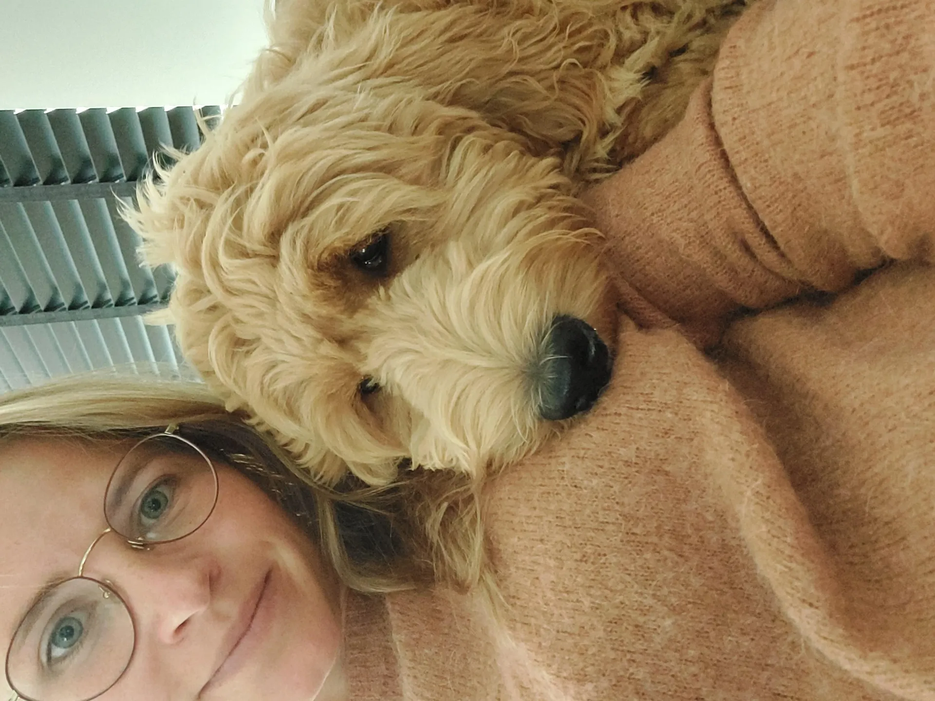 Goldendoodle : pebbles - beerse -belgië 18