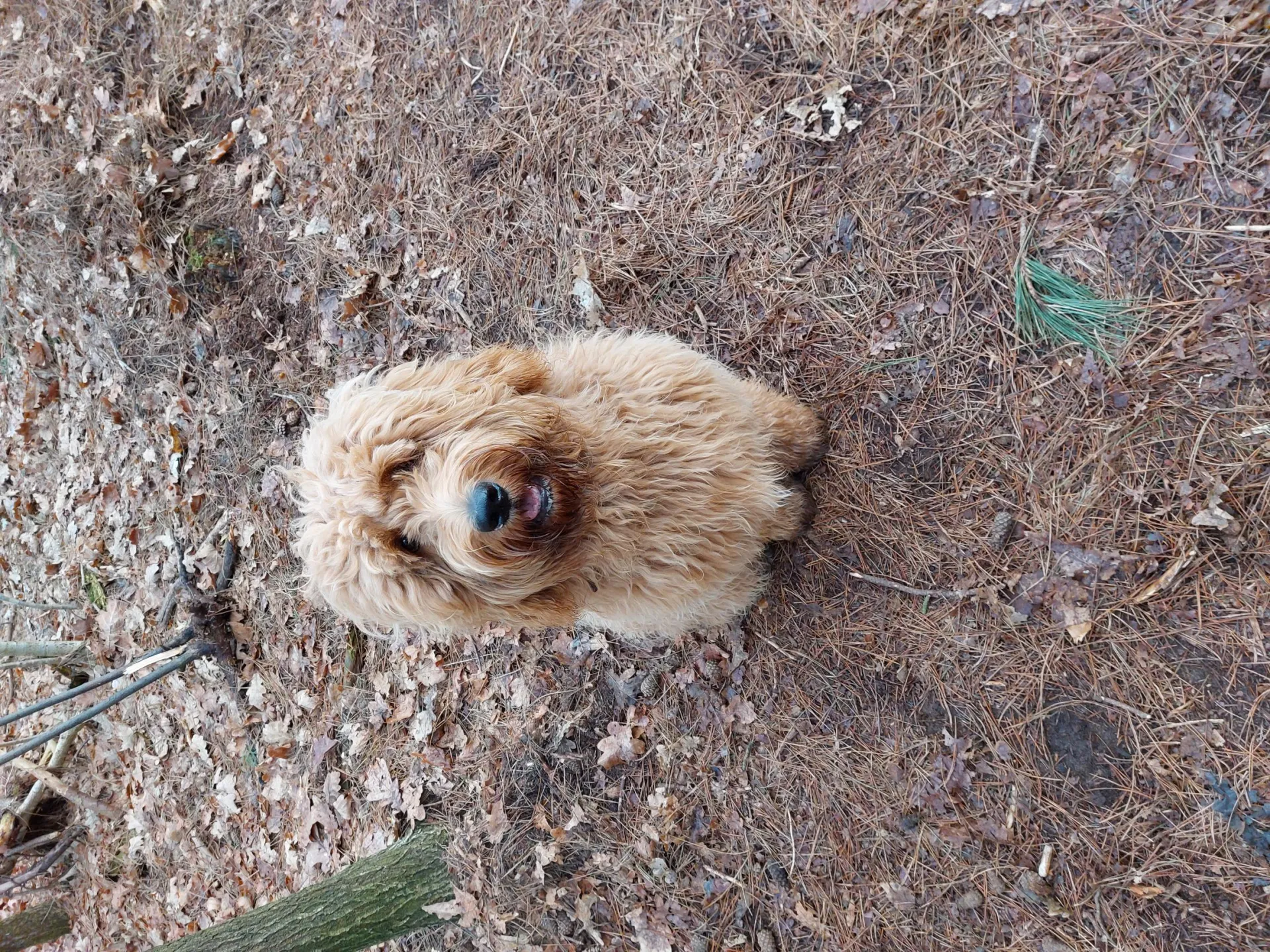 Goldendoodle : pebbles - beerse -belgië 24