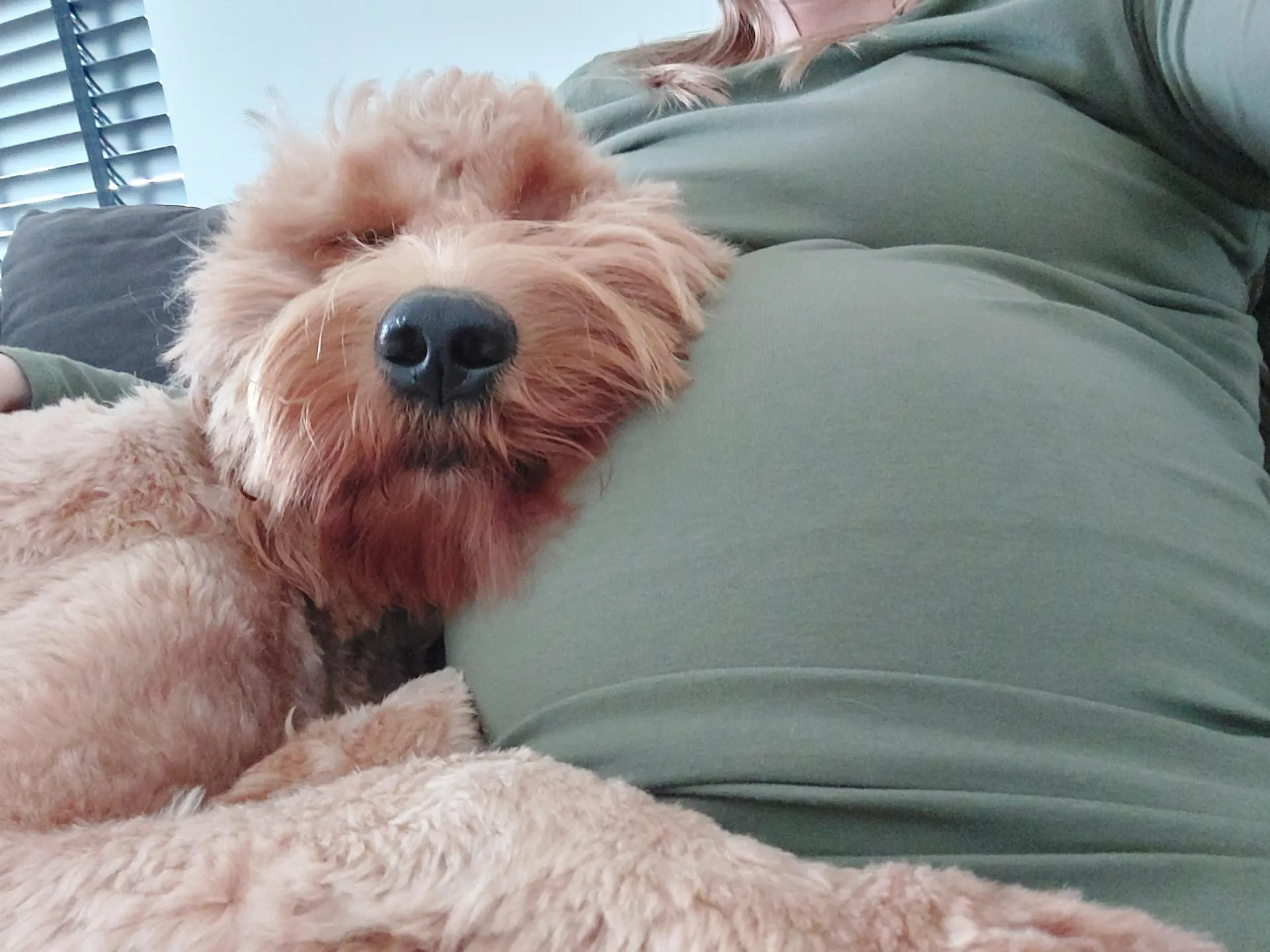 Goldendoodle : pebbles - beerse -belgië 23