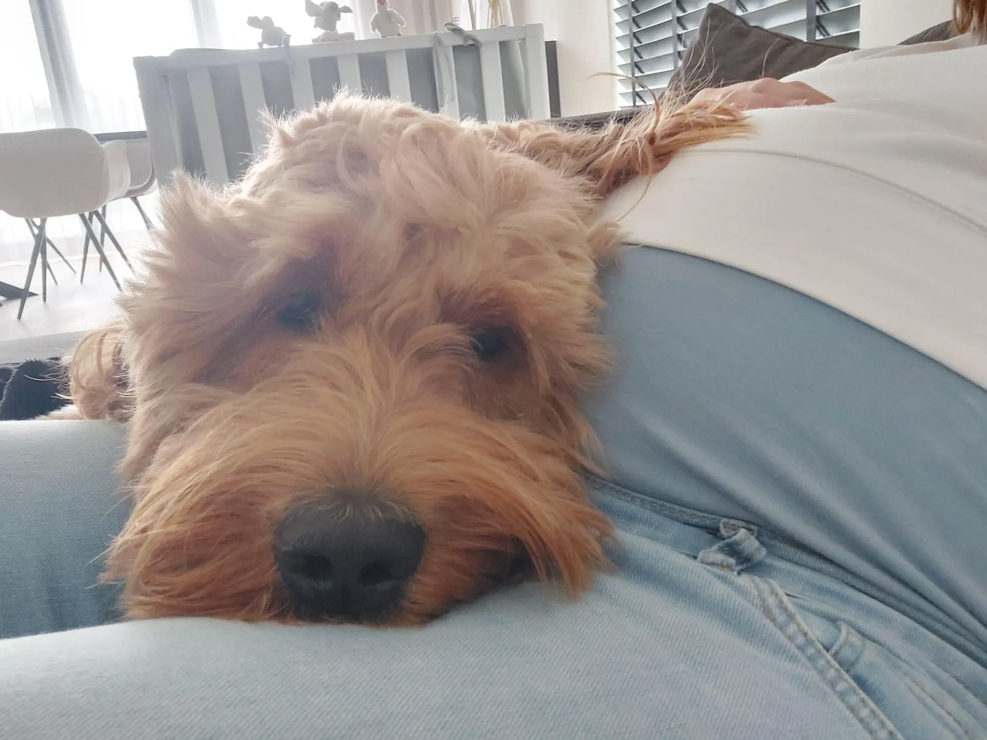 Goldendoodle : pebbles - beerse -belgië 21