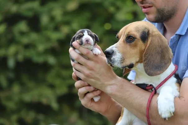 Chiots beagle ร vendre - รฉleveur belge woefkesranch โ รฉlevage de beagle 1 Beagle pups kennel