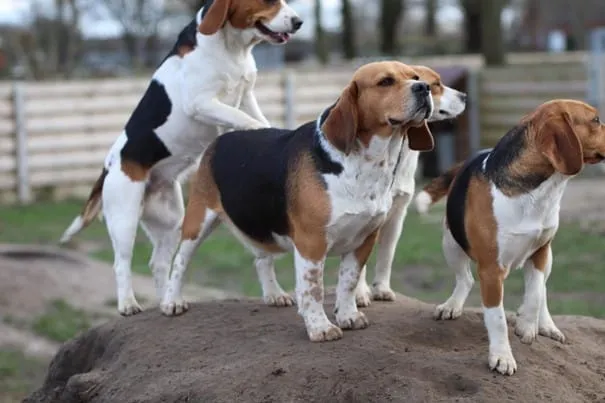 Chiots beagle ร vendre - รฉleveur belge woefkesranch โ รฉlevage de beagle 5 Beagle kennel belgiรซ