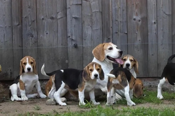 Chiots beagle ร vendre - รฉleveur belge woefkesranch โ รฉlevage de beagle 6 Beagle pups fokker