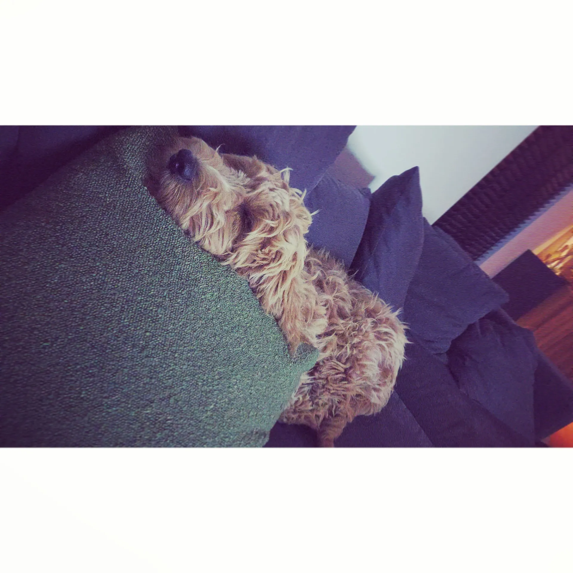 Goldendoodle : pebbles - beerse -belgië 20