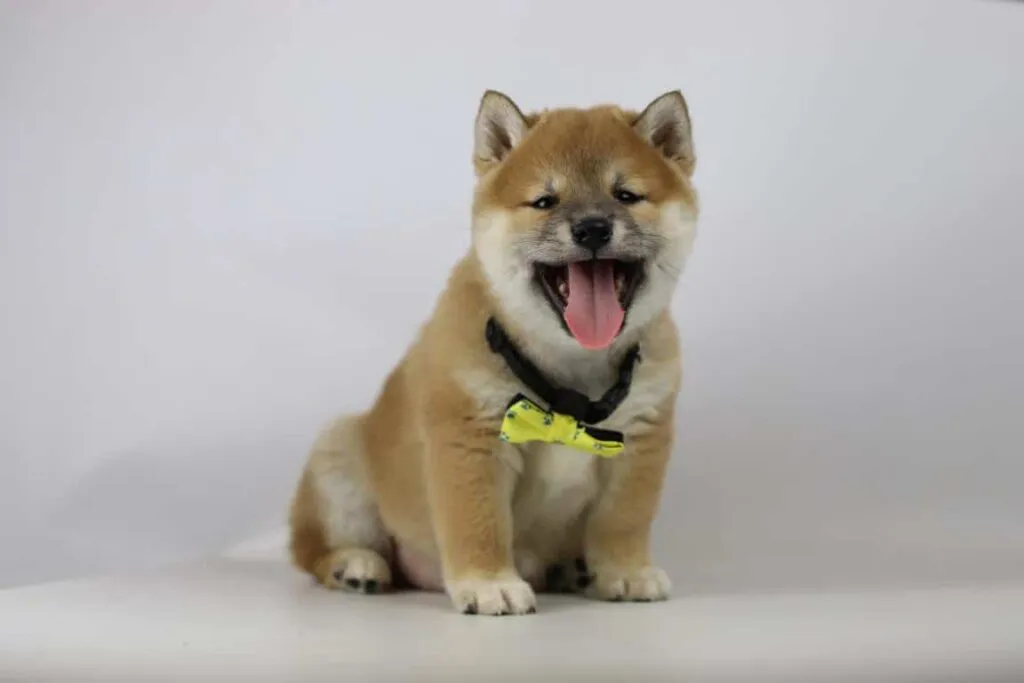 Algemene karaktereigenschappen van de shiba inu 4 Shiba inu karakter