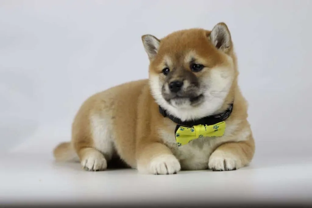 Chiots shiba inu ร vendre - รฉleveur belge / chenil woefkesranch 8 Chiot shiba inu