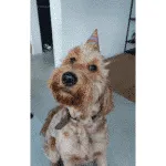Goldendoodle : pebbles - beerse -belgië 22