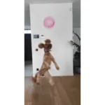 Goldendoodle : pebbles - beerse -belgië 17