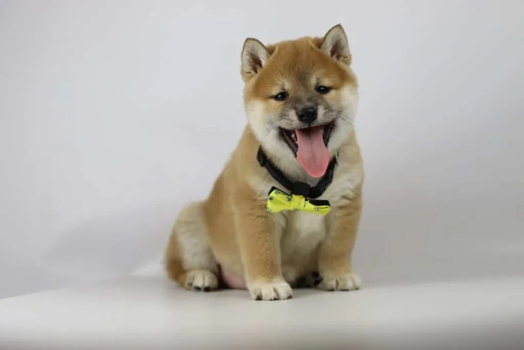 Chiots shiba inu ร vendre - รฉleveur belge / chenil woefkesranch 4 Apparence du shiba inu