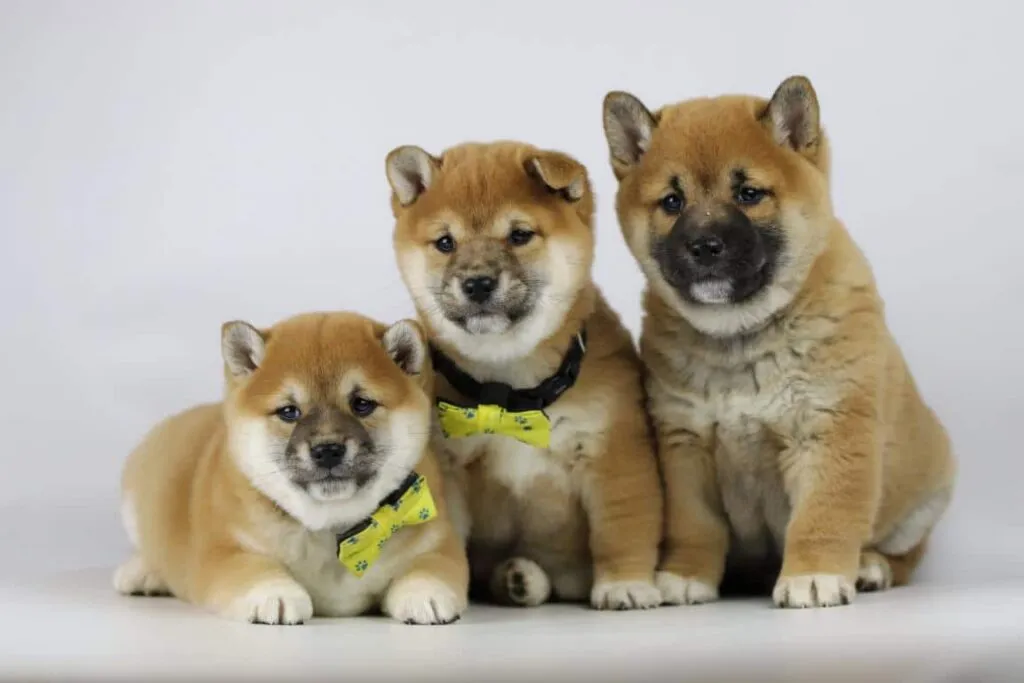 Chiots shiba inu ร vendre - รฉleveur belge / chenil woefkesranch 7 Chiots shiba inu