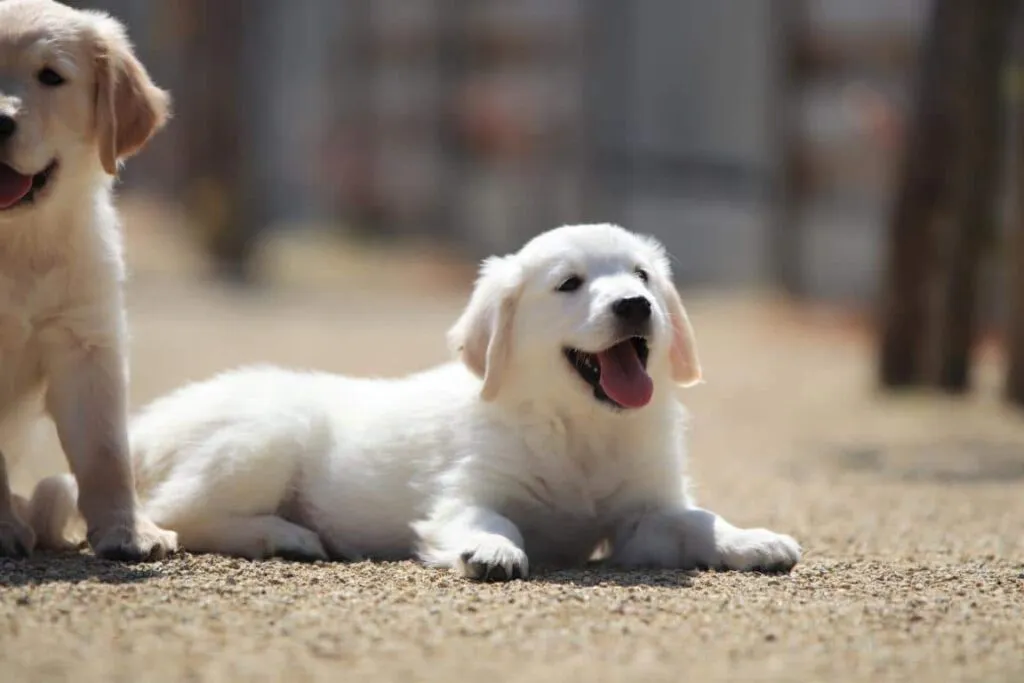 Golden retriever fokker 2 Golden retriever verzorging