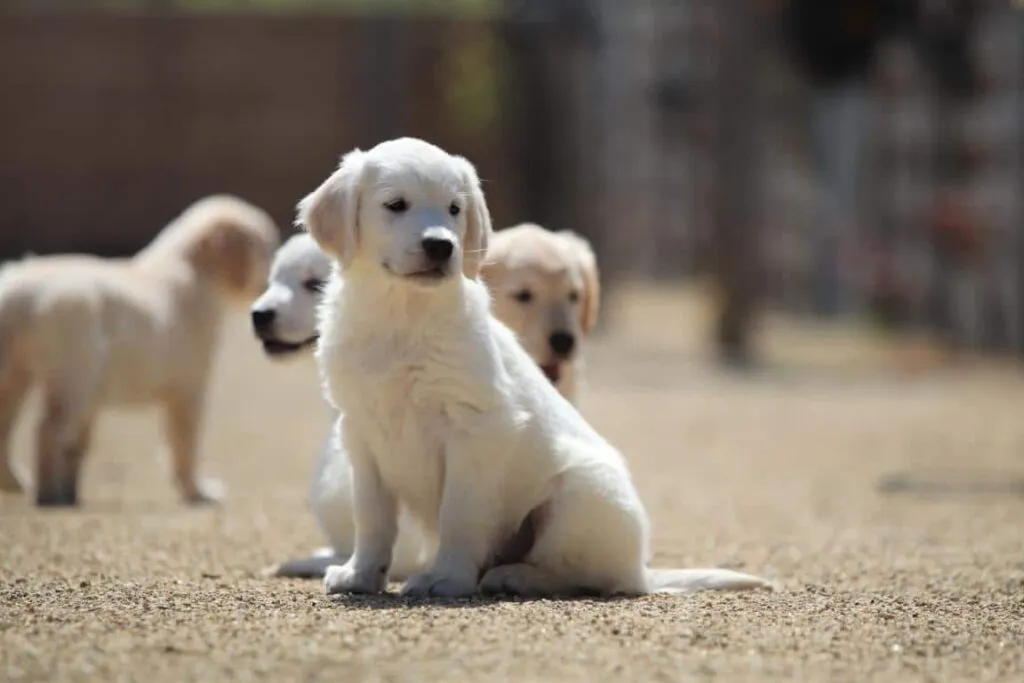 Golden retriever fokker 1 Golden retriever belgรฏe