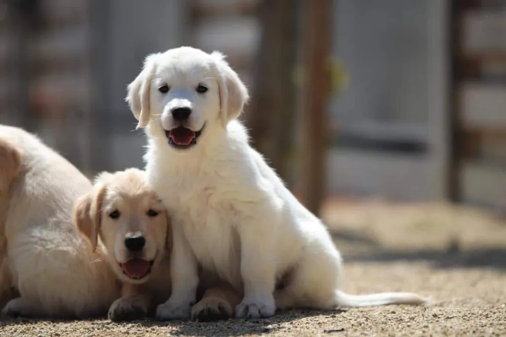 Golden retriever fokker 3 Golden retriever fokkers belgiรซ