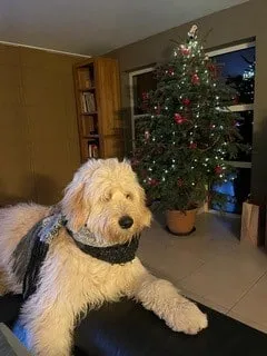 Labradoodle charakterfรผhrer: alles, was sie รผber ihr temperament wissen mรผssen 4 Goldendoodle prijsmysteries