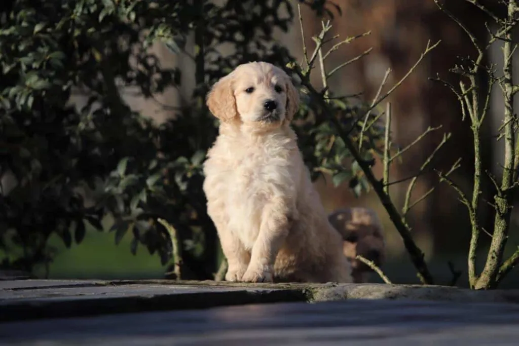 Prijs goldendoodle? 2 Goldendoodle puppy prijzen
