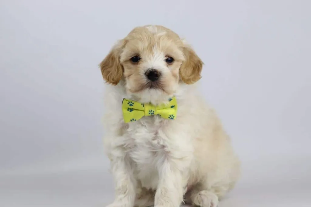 Die besten kleinen hunderassen - kleine hunde kaufen 5 Kleine hunderassen รผbersicht