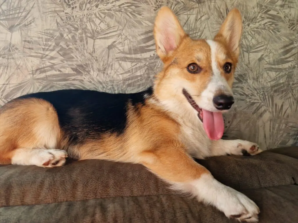 Informations sur le welsh corgi pembroke 18